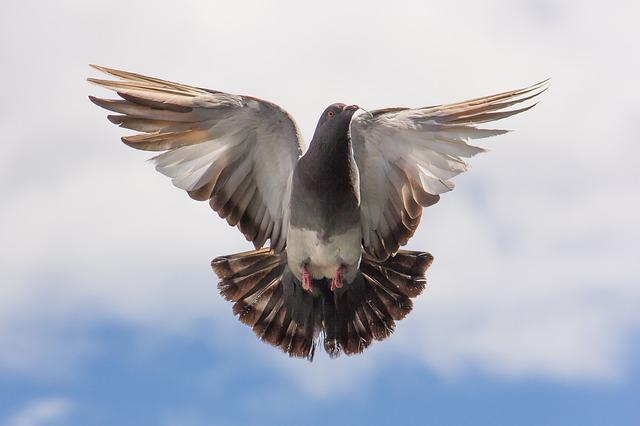 Eurowings