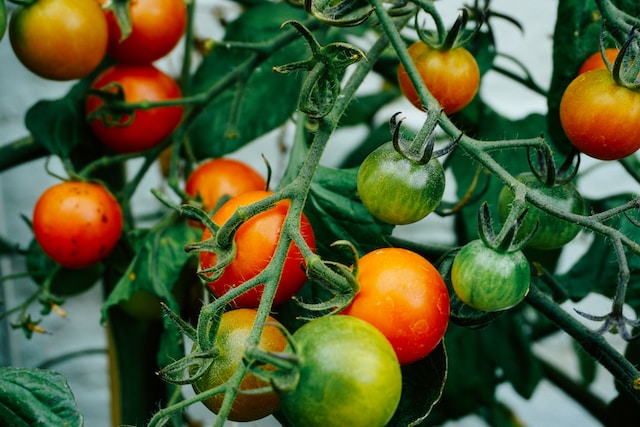 wie-man-tomaten-anbaut