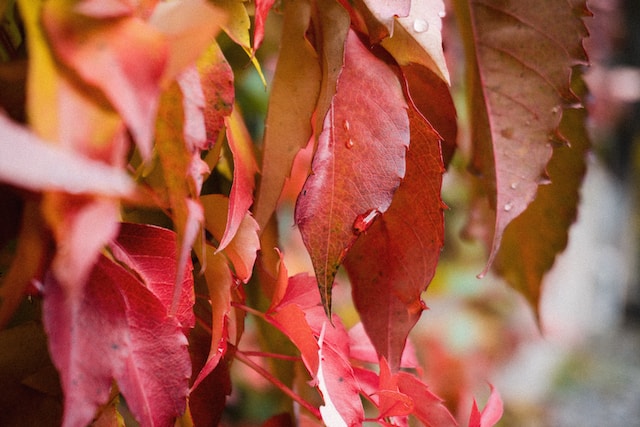 5-trendfarben-fur-den-herbst-2023