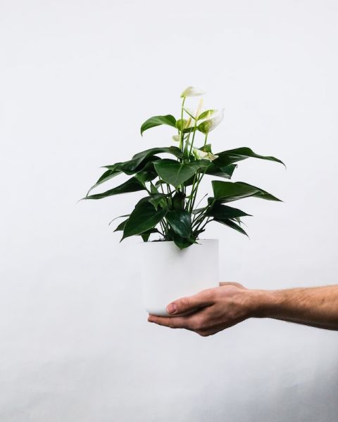 5-zimmerpflanzen-die-die-luft-reinigen