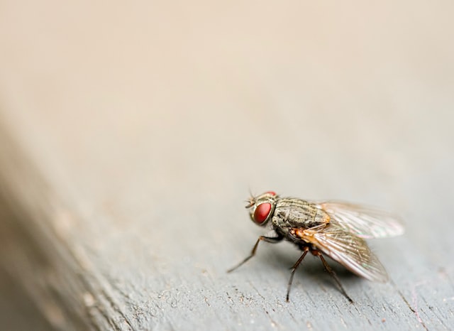 die-5-todlichsten-tiere